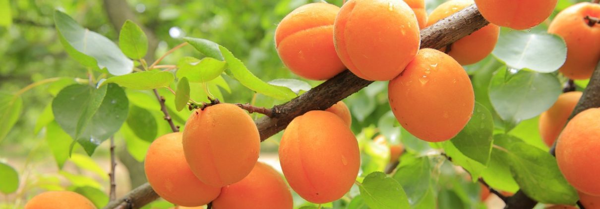 abrikozenpitolie als wonder uit de natuur