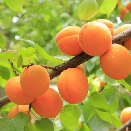 abrikozenpitolie als wonder uit de natuur